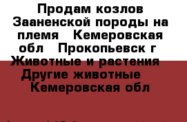 Продам козлов Зааненской породы на племя - Кемеровская обл., Прокопьевск г. Животные и растения » Другие животные   . Кемеровская обл.